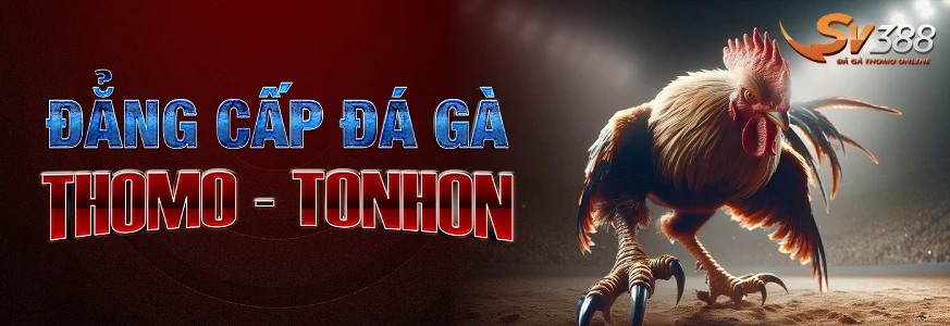 SV388 đẳng cấp đá gà thomo tonhon