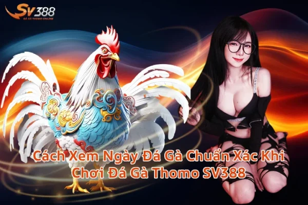 Cách Xem Ngày Đá Gà Chuẩn Xác Khi Chơi Đá Gà Thomo SV388
