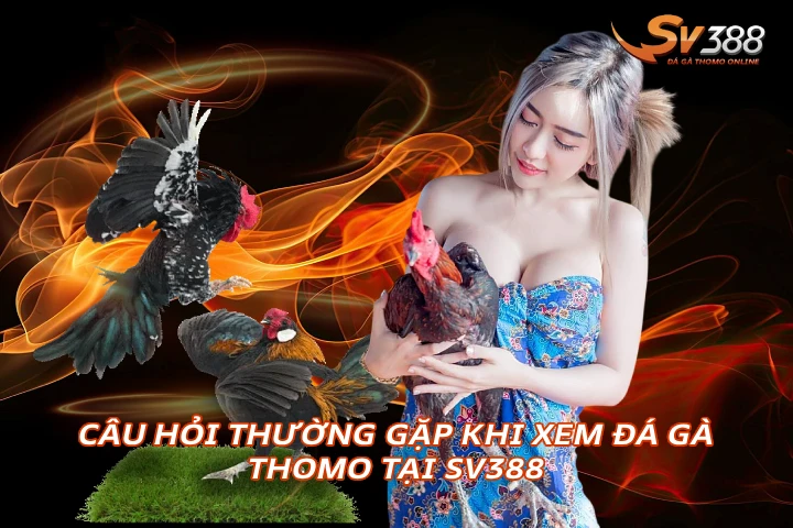 Câu Hỏi Thường Gặp Khi Xem Trực Tiếp Đá Gà Thomo Tại SV388 Xem Đá Gà Trực Tiếp SV388 Thomo C1 C2 Uy Tín 2026 Câu Hỏi Thường Gặp Khi Xem Đá Gà Thomo Tại SV388