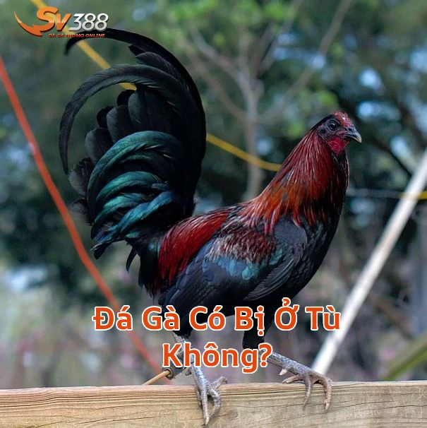 dagacobiotukhong Xem Đá Gà Trực Tiếp SV388 Thomo C1 C2 Uy Tín 2026 Đá Gà Có Bị Ở Tù Không