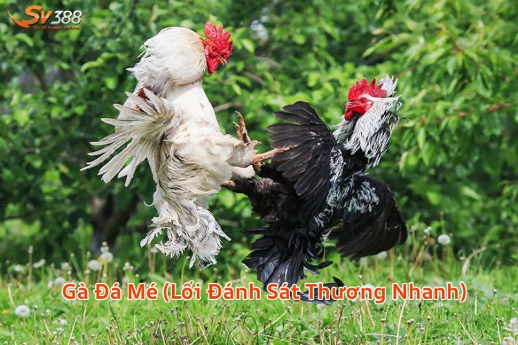 gadameduocyeuthichnhat Xem Đá Gà Trực Tiếp SV388 Thomo C1 C2 Uy Tín 2026 Gà Đá Mé Thomo SV388 Lối Đánh Sát Thương Nhanh