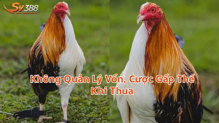 khongquanlyvonkhidaga Xem Đá Gà Trực Tiếp SV388 Thomo C1 C2 Uy Tín 2026 Không Quản Lý Vốn Cược Gấp Thế Khi Thua