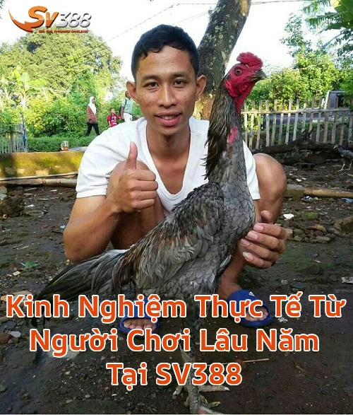 kinhnghiemcuocthomosv388 Xem Đá Gà Trực Tiếp SV388 Thomo C1 C2 Uy Tín 2026 Kinh Nghiệm Thực Tế Từ Người Chơi Lâu Năm Tại SV388