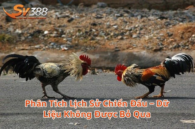 lichsuchiendausv388 Xem Đá Gà Trực Tiếp SV388 Thomo C1 C2 Uy Tín 2026 Phân Tích Lịch Sử Chiến Đấu Dữ Liệu Không Được Bỏ Qua