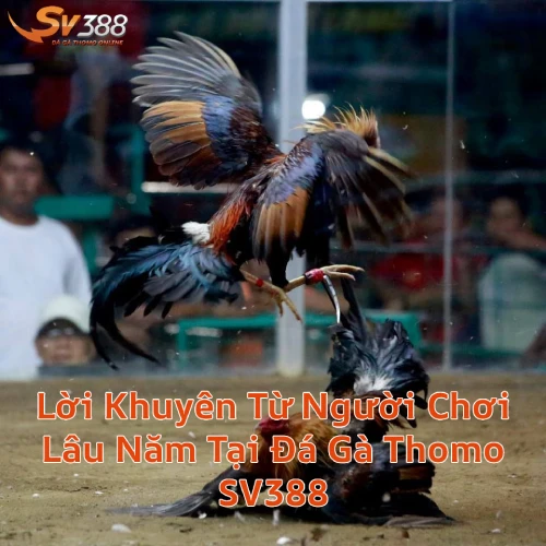 loikhuyenchoidaga Xem Đá Gà Trực Tiếp SV388 Thomo C1 C2 Uy Tín 2026 Lời Khuyên Từ Người Chơi Lâu Năm Tại Đá Gà Thomo SV388
