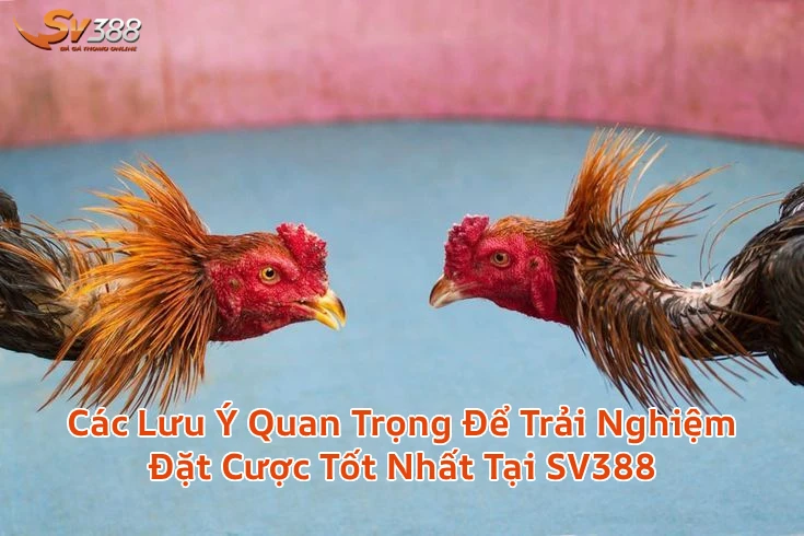 luuydatcuocdagac1 Xem Đá Gà Trực Tiếp SV388 Thomo C1 C2 Uy Tín 2026 Các Lưu Ý Quan Trọng Để Trải Nghiệm Đặt Cược Tốt Nhất Tại SV388