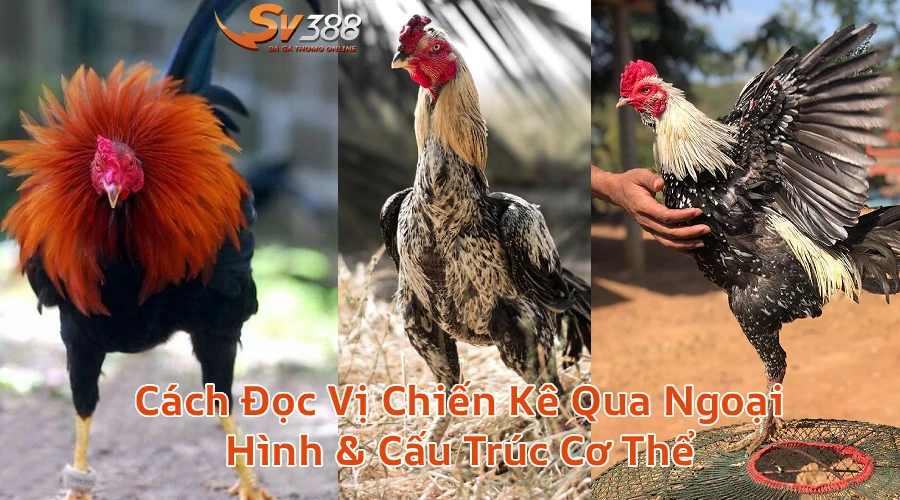 ngoaihinhchienkesv388 Xem Đá Gà Trực Tiếp SV388 Thomo C1 C2 Uy Tín 2026 Cách Đọc Vị Chiến Kê Qua Ngoại Hình Cấu Trúc Cơ Thể