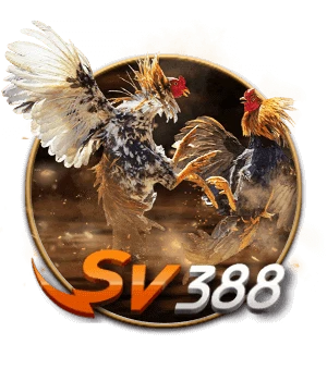 SV388 với đá gà Thomo trực tiếp