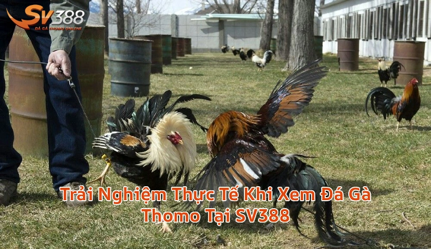 trainghiemthuctedagathomosv388 Xem Đá Gà Trực Tiếp SV388 Thomo C1 C2 Uy Tín 2026 Trải Nghiệm Thực Tế Khi Xem Đá Gà Thomo Tại SV388