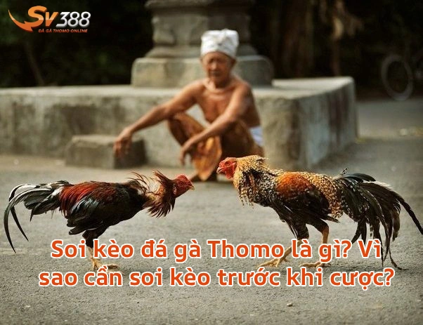 visaocansoikeodagathomo Xem Đá Gà Trực Tiếp SV388 Thomo C1 C2 Uy Tín 2026 Soi kèo đá gà Thomo là gì Vì sao cần soi kèo trước khi cược