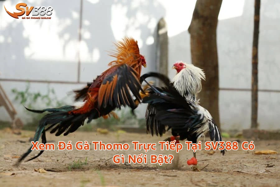xemdagathomosv388 Xem Đá Gà Trực Tiếp SV388 Thomo C1 C2 Uy Tín 2026 Xem Đá Gà Thomo Trực Tiếp Tại SV388 Có Gì Nổi Bật